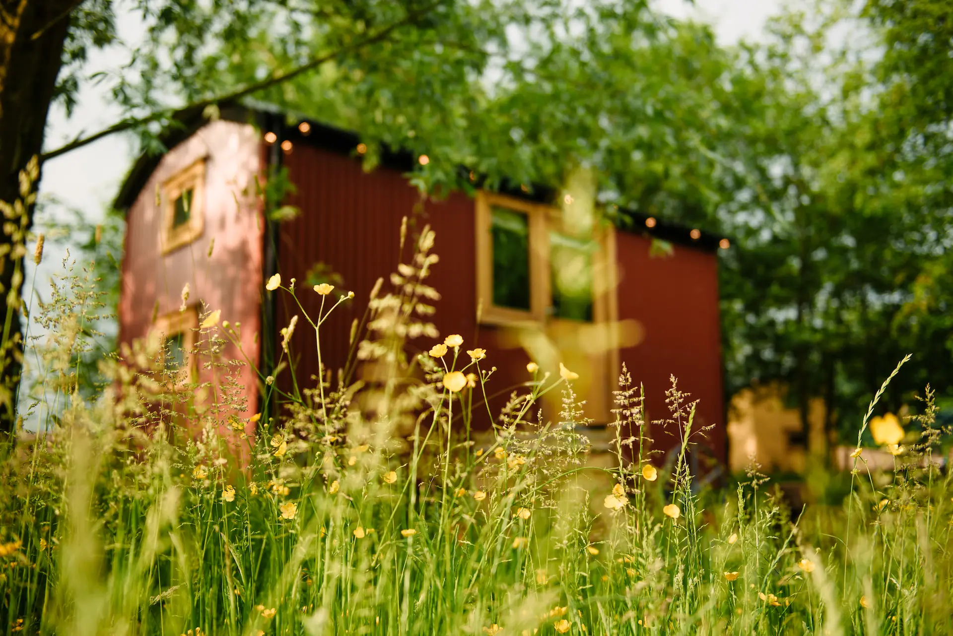 Single shepherd's hut in wildflower meadow beneath trees