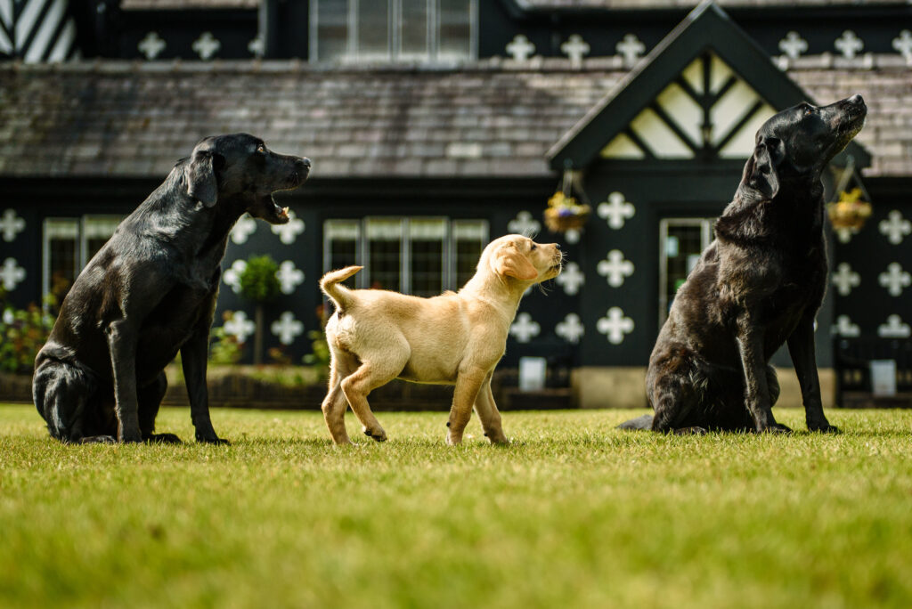 Dog friendly Samlesbury Hall in Lancashire